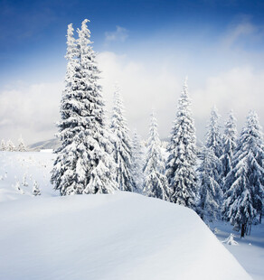 冬日雪景中的挺拔雪松