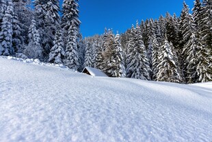 冬日雪林美景