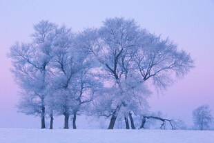 冬日雾凇雪景树木美景