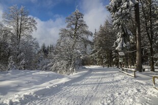 冬日雪林美景
