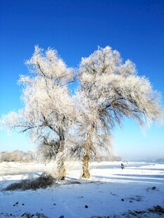 冬日雪覆树景