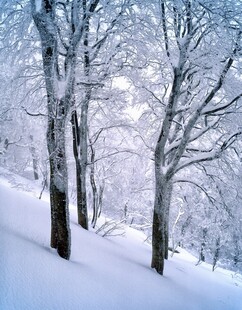 冬日雪覆树林美景