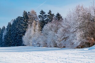 冬日雪景中的银装素裹树林