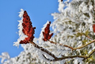 雪覆红果枝头美
