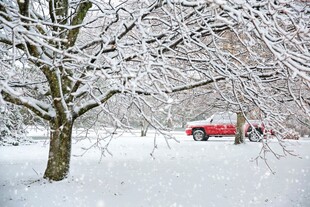 雪覆树木旁的红色车辆