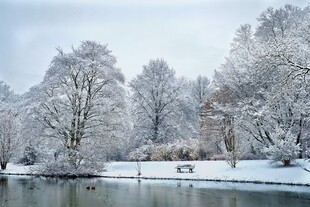 冬日雪景湖畔树木景观