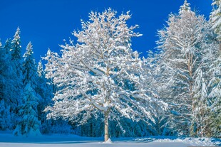 冬日雪景中的银白树木