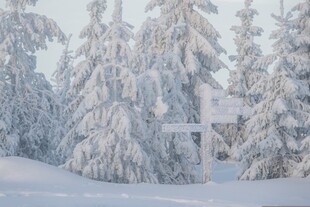 冬日雪景中的静谧树林
