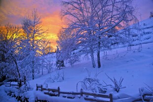 冬日雪林夕阳美景
