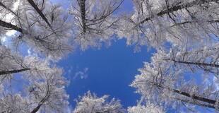 雪覆树林