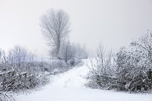 冬日雪中小径风景