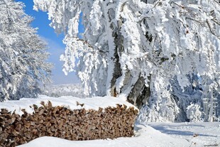 冬日雪景中的覆雪树木