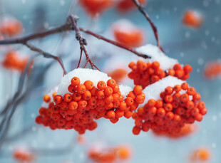雪中红果枝头俏