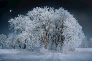 雪夜中的银白树木景观
