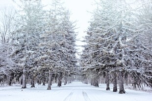 冬日雪林景象