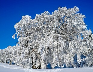 雪覆树木的冬日美景