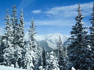雪覆松林与远山美景