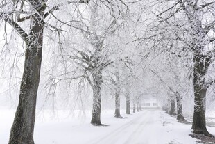 冬日雪覆林间小路