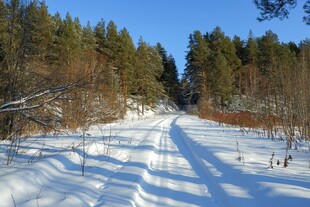 冬日雪林小路