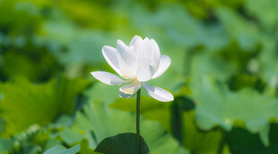 洁白荷花绽放于绿叶间
