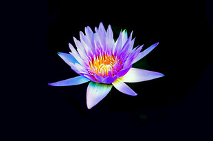 绽放的梦幻紫色睡莲