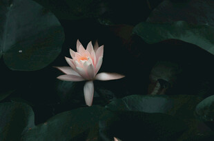水中绽放的美丽白莲花