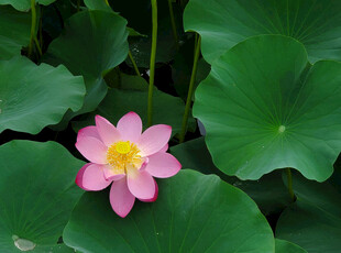 粉色荷花绽放于绿叶间