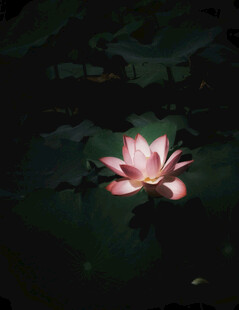水中绽放的娇艳粉色莲花