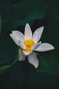 洁白莲花绽放