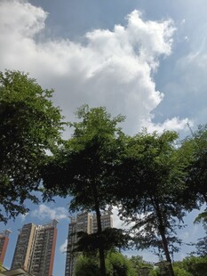 绿树蓝天间的城市景致