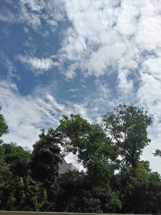 蓝天绿树间的清新景致