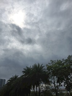乌云笼罩下的树木景观