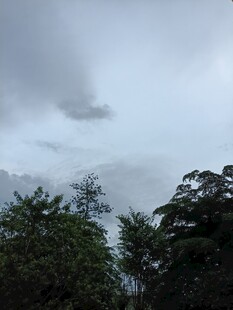 阴天树林上空的云层