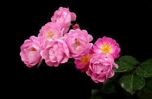 粉色娇艳月季花