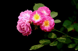 娇艳粉色月季花特写