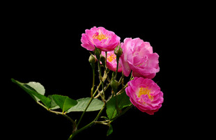 娇艳粉色月季花