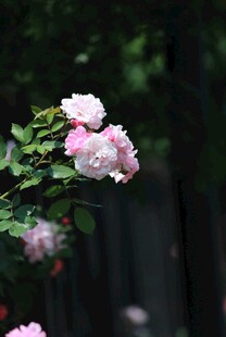 娇艳粉色月季花绽放