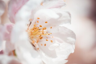 娇艳樱花特写