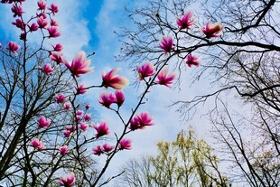 玉兰花枝绽于蓝天之下