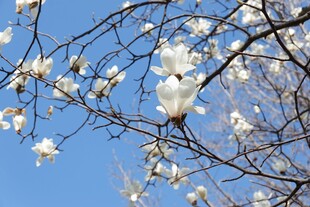 蓝天映衬下的玉兰花绽放