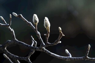 玉兰花苞枝头待绽放