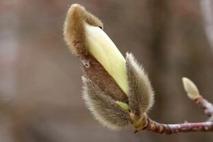 玉兰花苞特写
