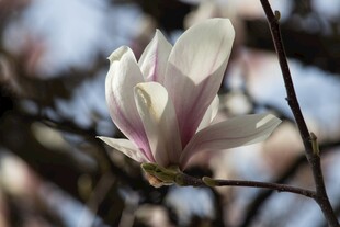 绽放的玉兰花