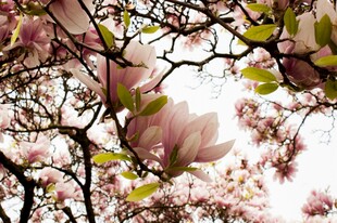 玉兰花枝绽放美丽瞬间