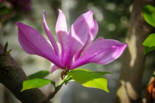 紫玉兰绽放枝头