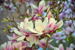 玉兰花绽放枝头