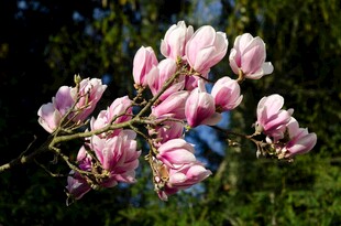 粉艳玉兰花枝俏
