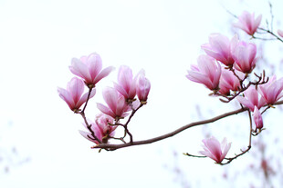 玉兰花枝绽放