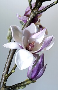 玉兰花枝特写