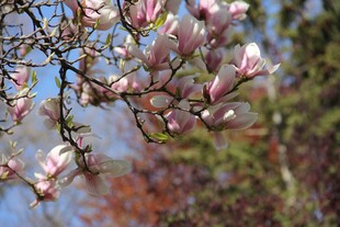 玉兰花枝绽放春景
